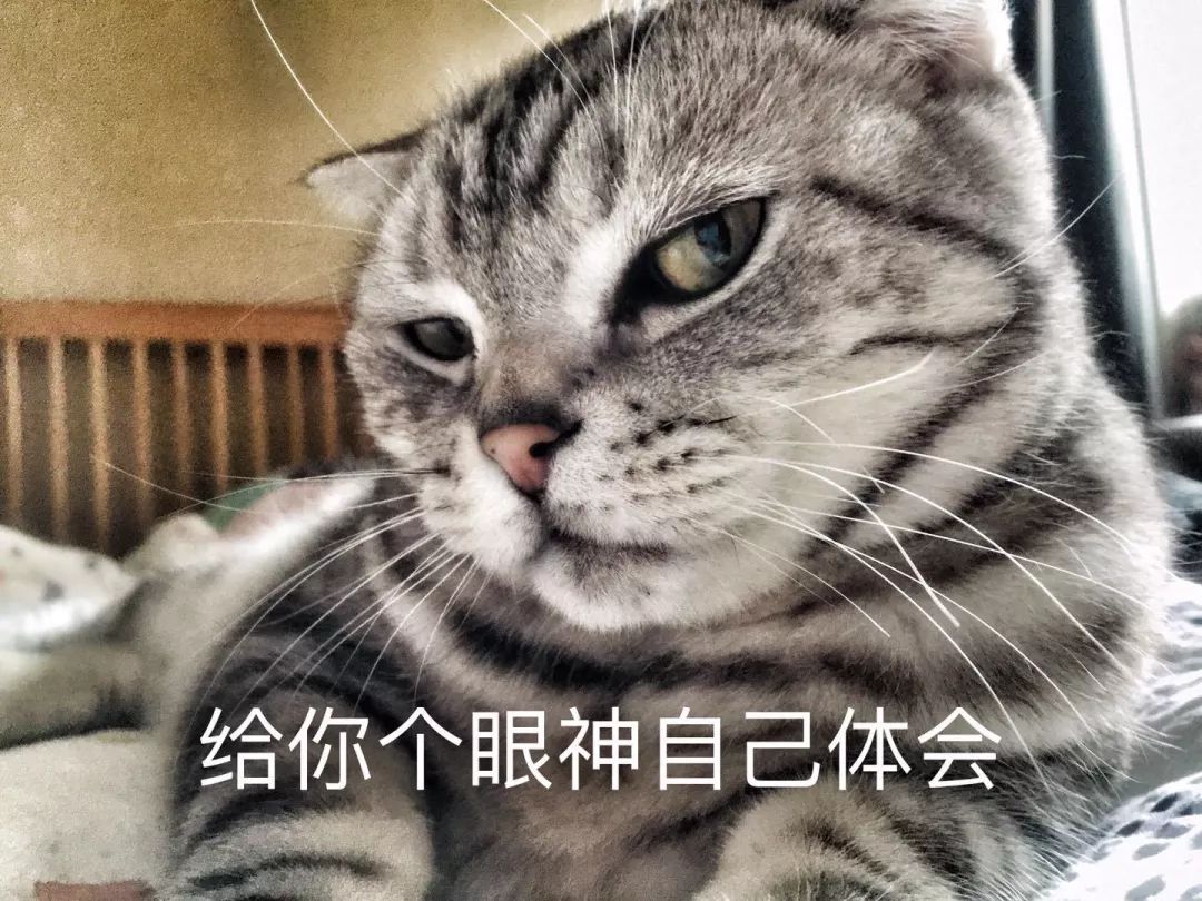 猫:快看,这有个傻子!_表情