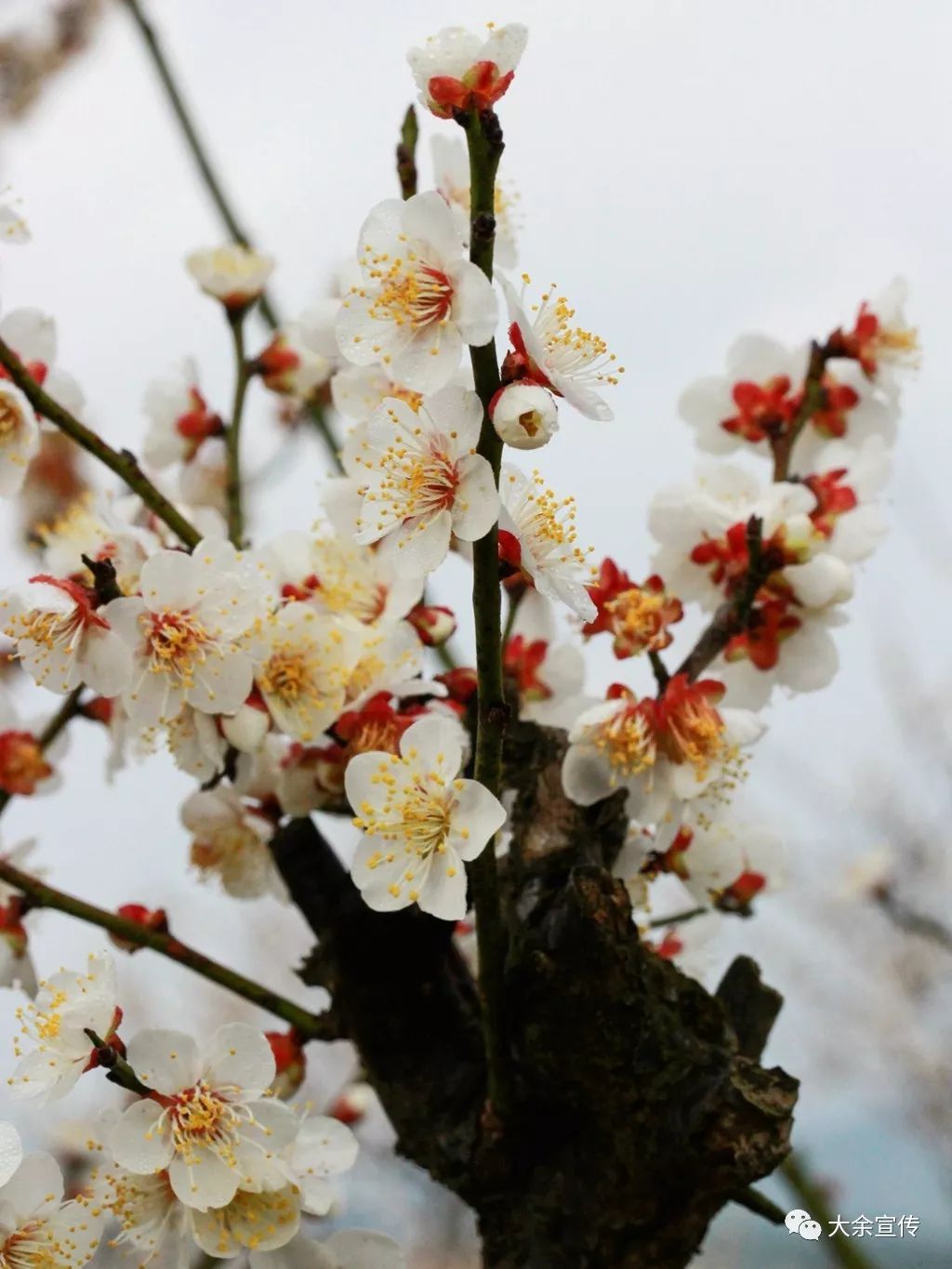 大余梅岭梅花开花时间图片