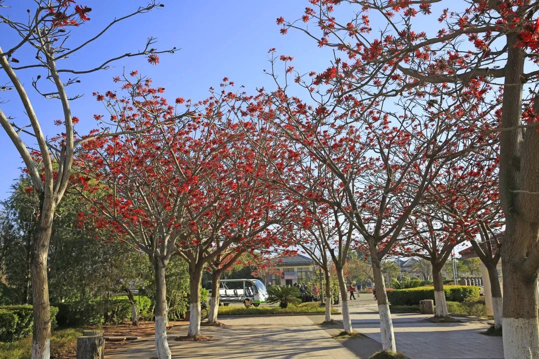 西昌這個網紅地,邀你來打卡!_刺桐