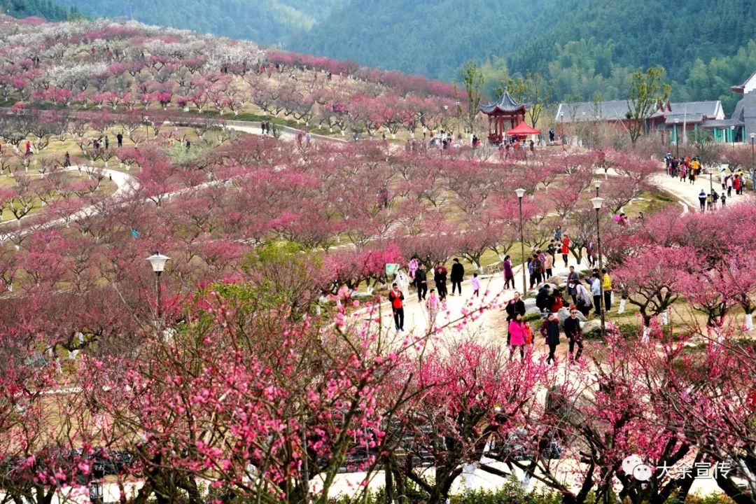 大余梅岭梅花开花时间图片