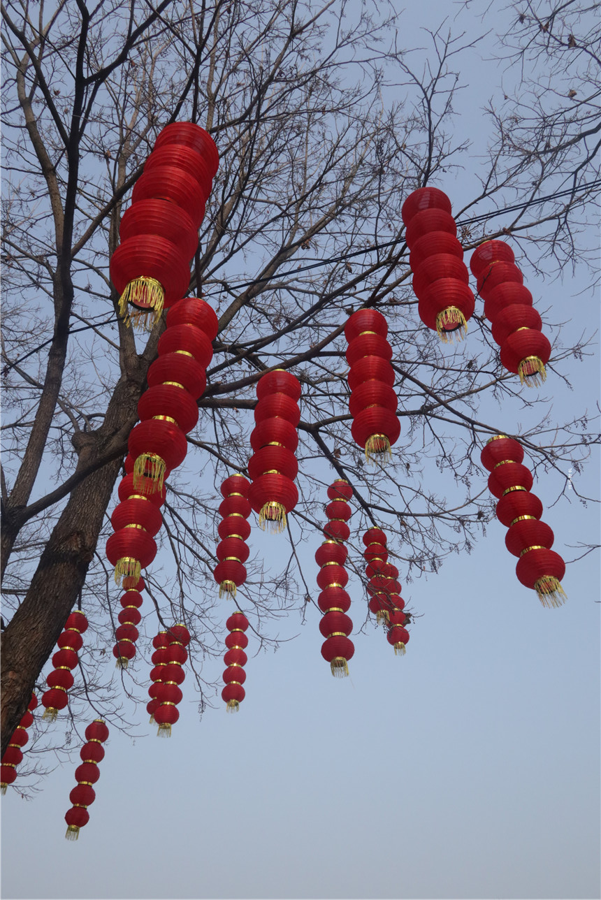 紅紅燈籠樹上掛紅紅的燈籠喜慶的年