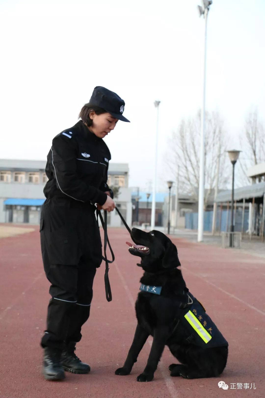 cctv警犬档案图片