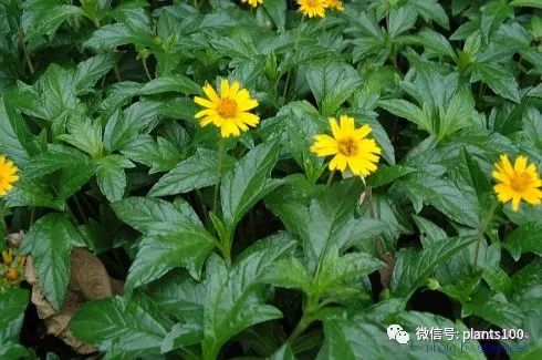 果實)▼【旱金蓮】▼【黑心菊】▼【花毛茛】▼【黃槐】▼【黃牡丹】