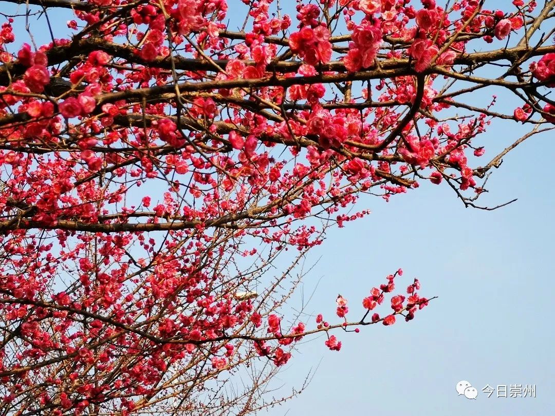 崇州市戚家湾看花图片