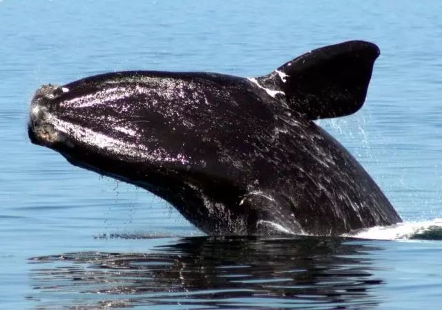 第四种:抹香鲸抹香鲸最大的特点就是它巨大的头,他们的嘴布于头的下部
