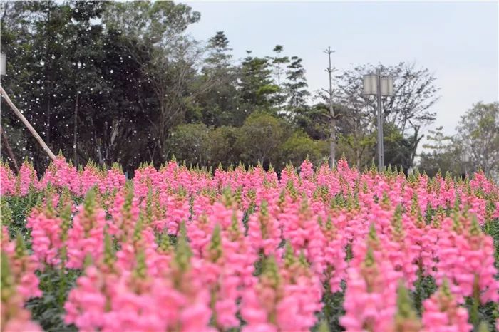 顺峰山公园湿地花海图片