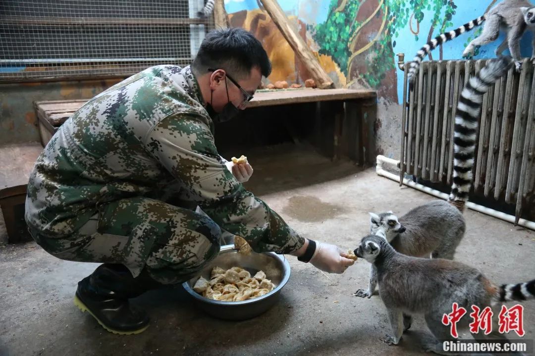 飼養員喂松鼠猴吃餃子 羅雲鵬 攝