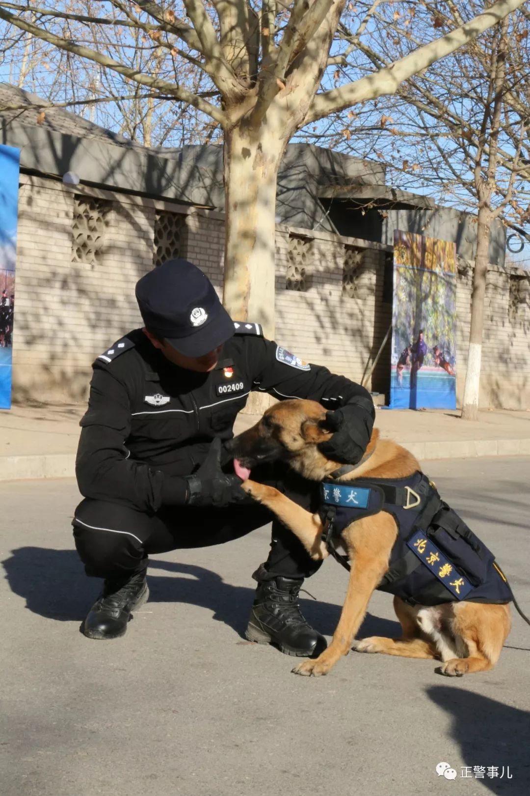 草根警犬图片