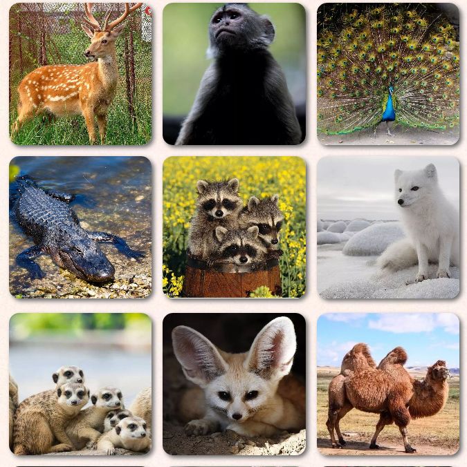 20000种动物图片图片