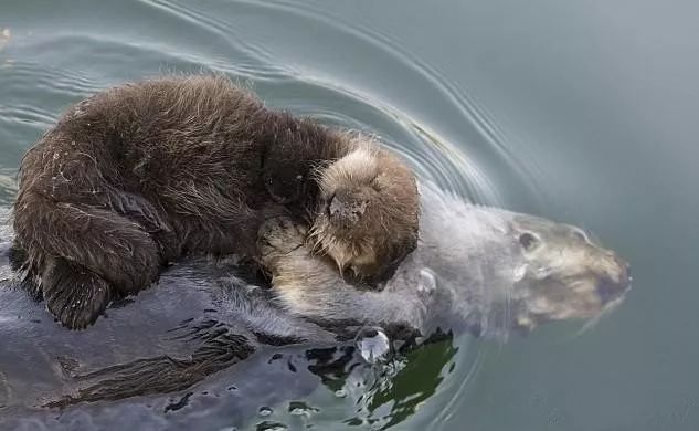 水獭妈妈抱着水獭宝宝图片