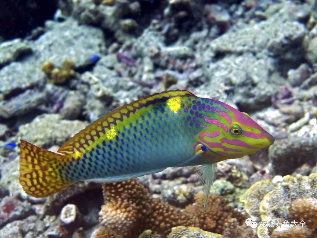 雲紋海豬魚 寵派養魚大全溫馨提示:一般來講,海豬魚體色變化大,夜晚