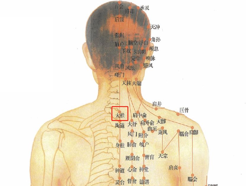 脖子经络图解大全图片