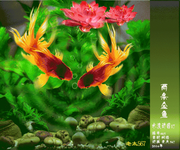 动态金鱼游动手机壁纸图片