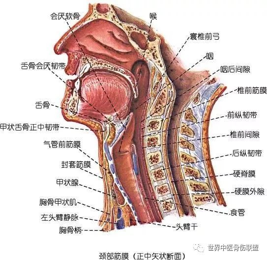 頸白線5,椎前間隙 prevertebral space:位於椎前筋膜與頸,胸椎之間,上