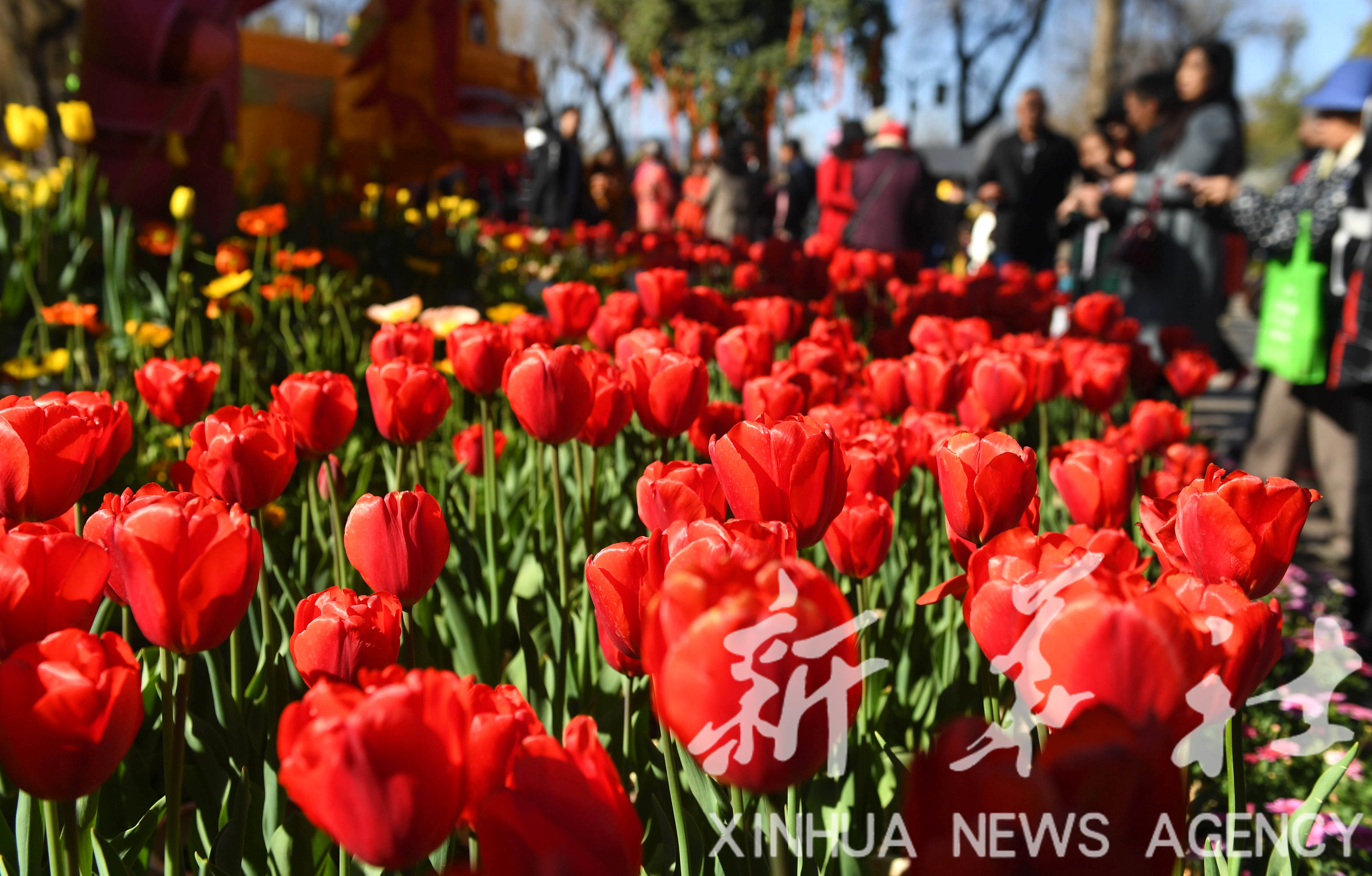 昆明:赏花游园过大年