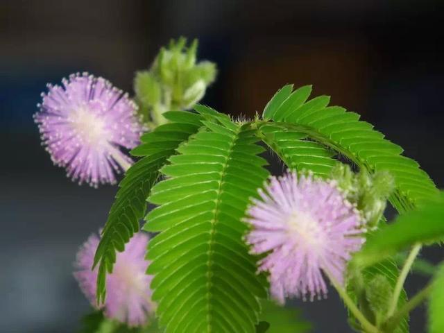 野外有哪些危險的植物