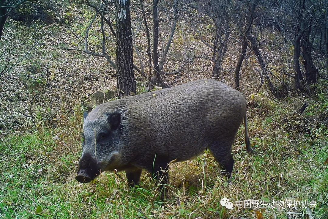 中国野猪分布图片