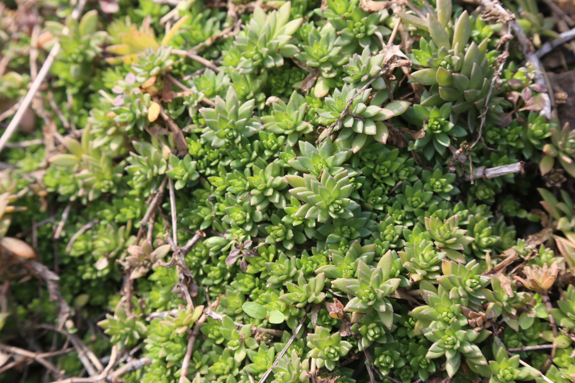 湖北宜昌:田坡叢生打不死草,農民用來治蛇蟲傷,夏天煮湯當茶喝