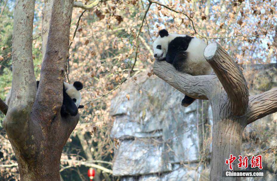 大熊猫憨态可掬欢乐过大年