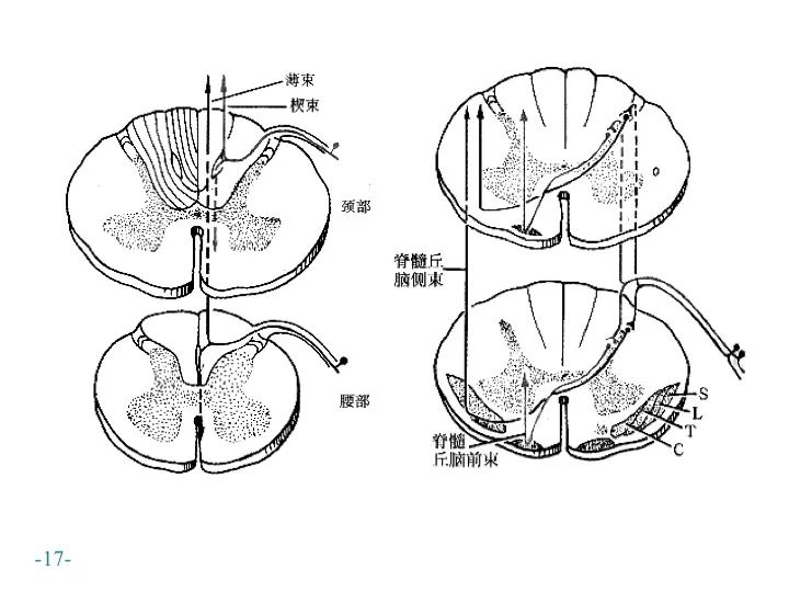 顶盖·网状·内侧纵脊髓后索和前索的纤维束薄束·楔束后索传,皮质