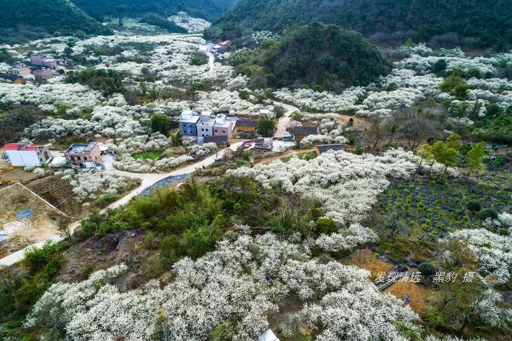 清江李花谷图片