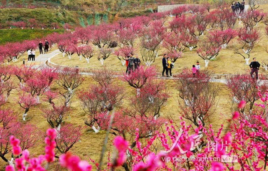 赣州万株梅花怒放卫视争相报道