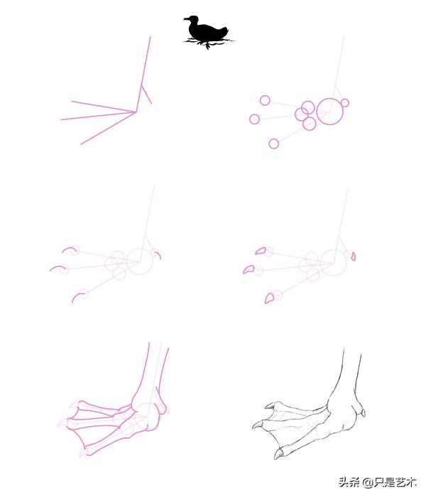 鸭爪的画法图片