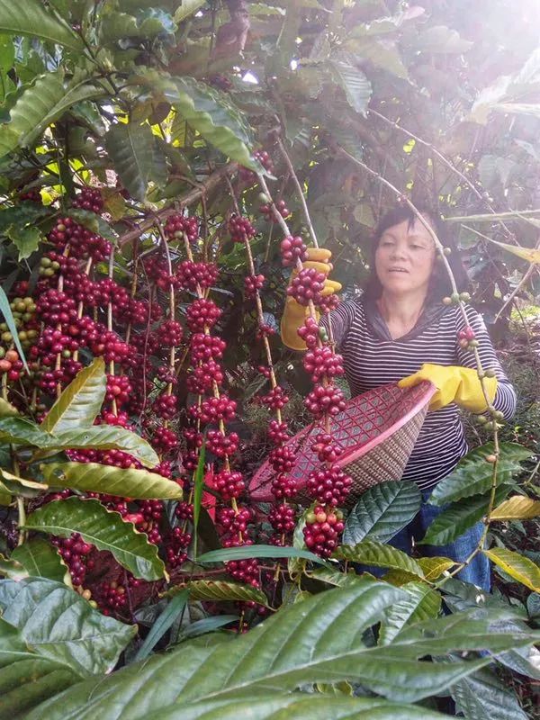 味覺視覺盛宴丨咖啡花季的莊園長啥樣隆苑咖啡莊園帶你看