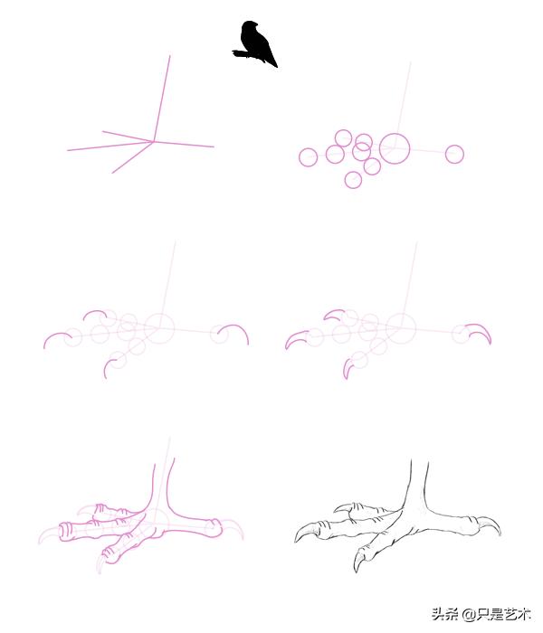 鸟爪子画法图图片