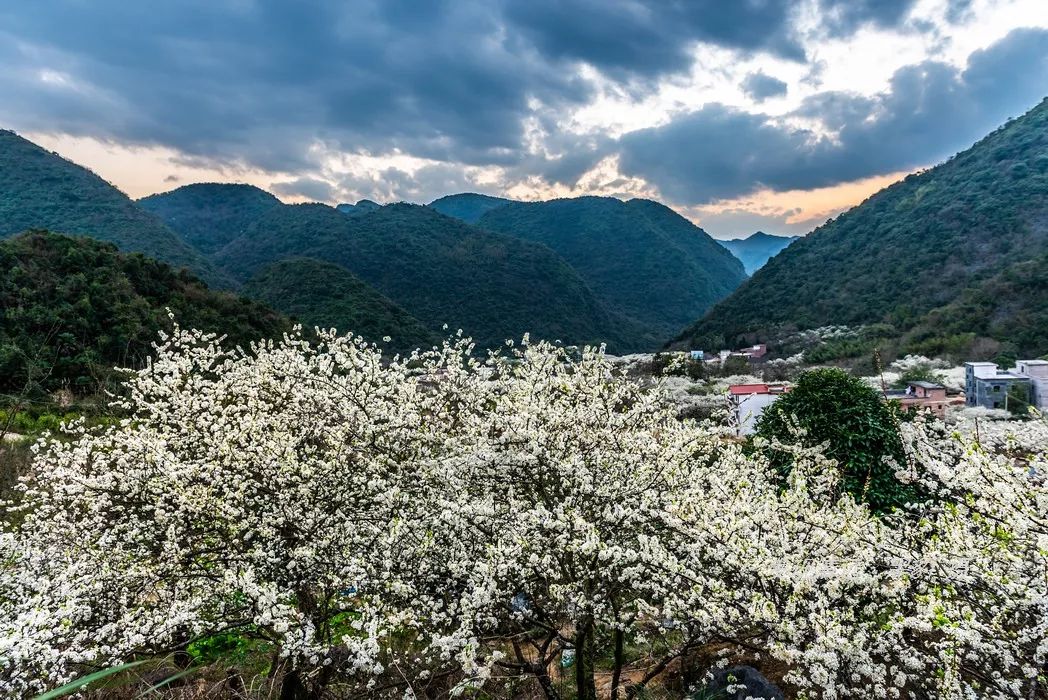 清江李花谷图片