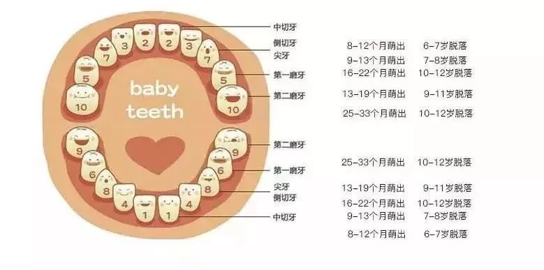 兒童牙齒萌生/脫落順序乳牙自然脫落,恆牙隨後逐漸萌出,這是小朋友長