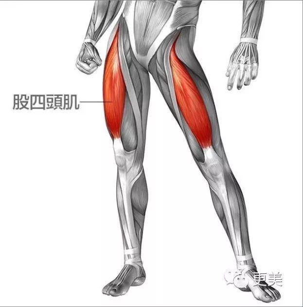 大腿肌肉侧面图片