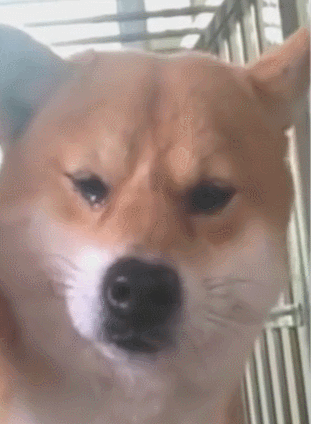 狗哭的表情包GIF图片