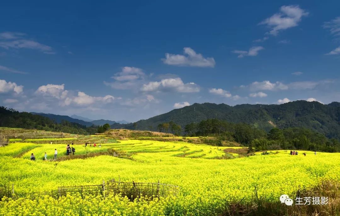 美丽乡村韶关江湾白石村油菜花开