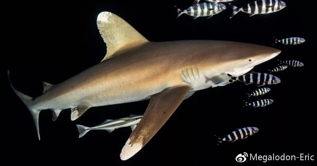 於2013年被正式列入《cites Ⅱ》中的長鰭真鯊carcharhinus longi