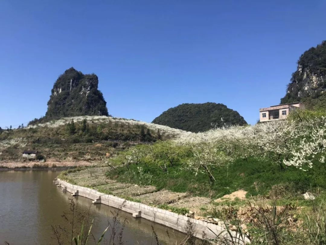 田阳五村镇巴某旅游图片