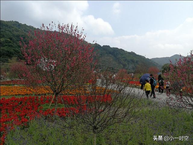 正值新春佳節,和家人一起駕車來到從化錦洞桃花小鎮遊覽.