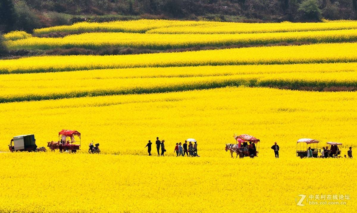 原創
            這個春節假期，迷失在羅平的油菜花海里，難以自拔，不想回去上班 旅遊 第6張