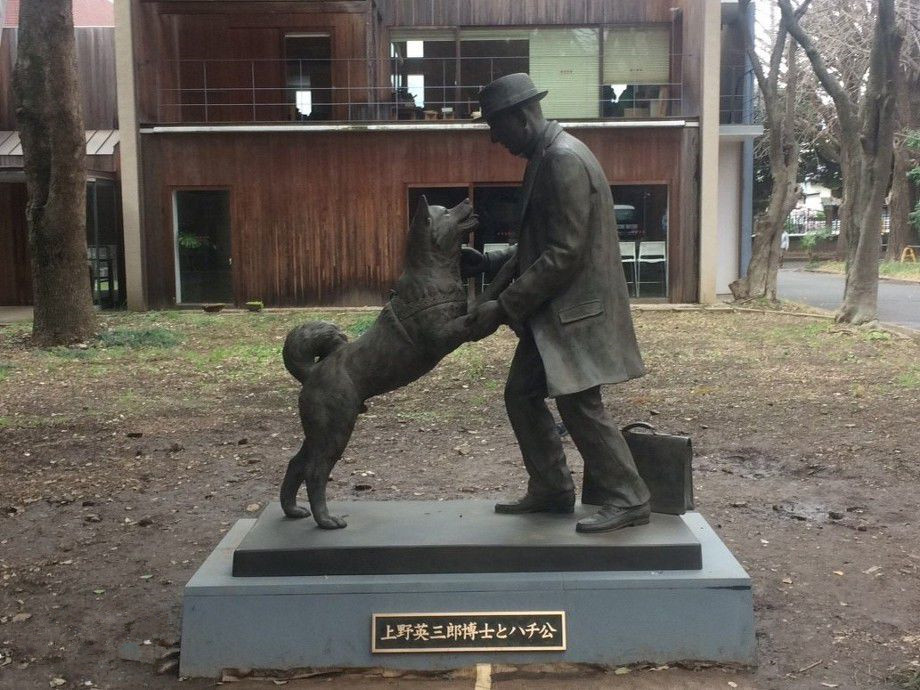 它是日本神聖的國犬,真實事蹟感人至深,曾送給普京做禮物_秋田犬