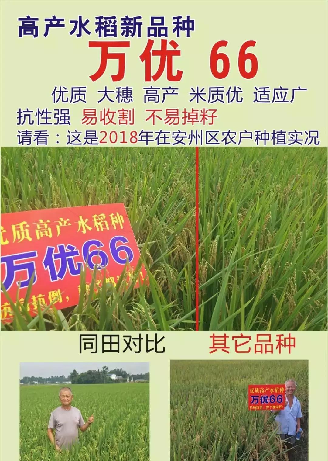 在我区平坝丘陵均可种植晶两优1212特 征 特 性71籼型两系杂交水稻