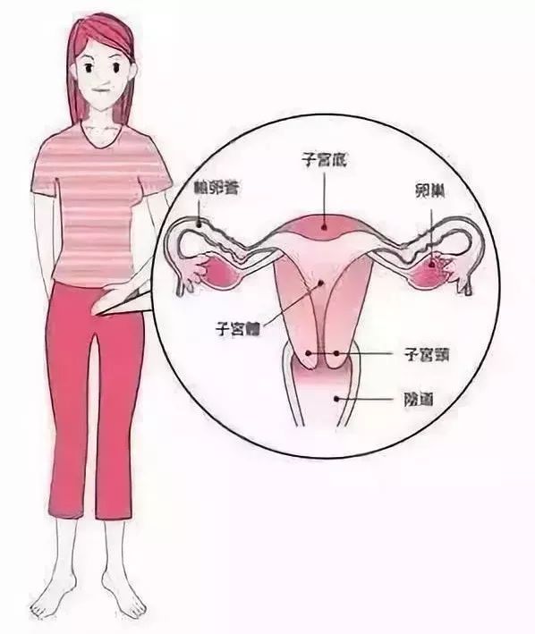 女性人体子宫位于哪里图片