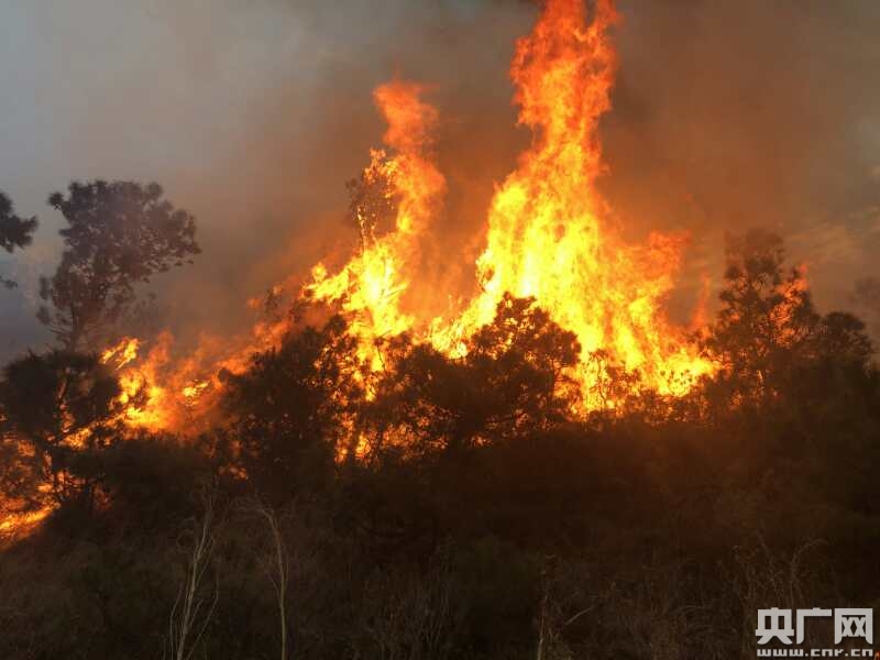 云南大理发生森林火灾 森林消防支队紧急扑救
