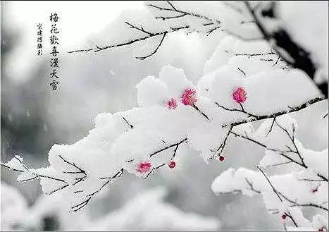 东风第一枝咏春雪图片
