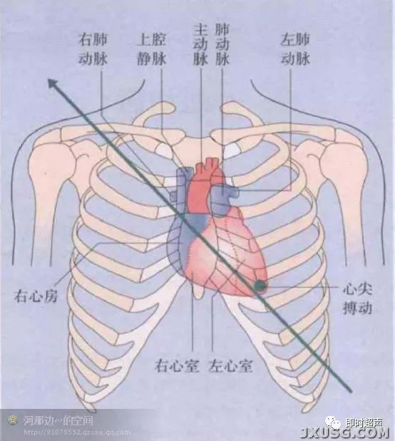 假想心脏在胸腔的位置对操作很有帮助