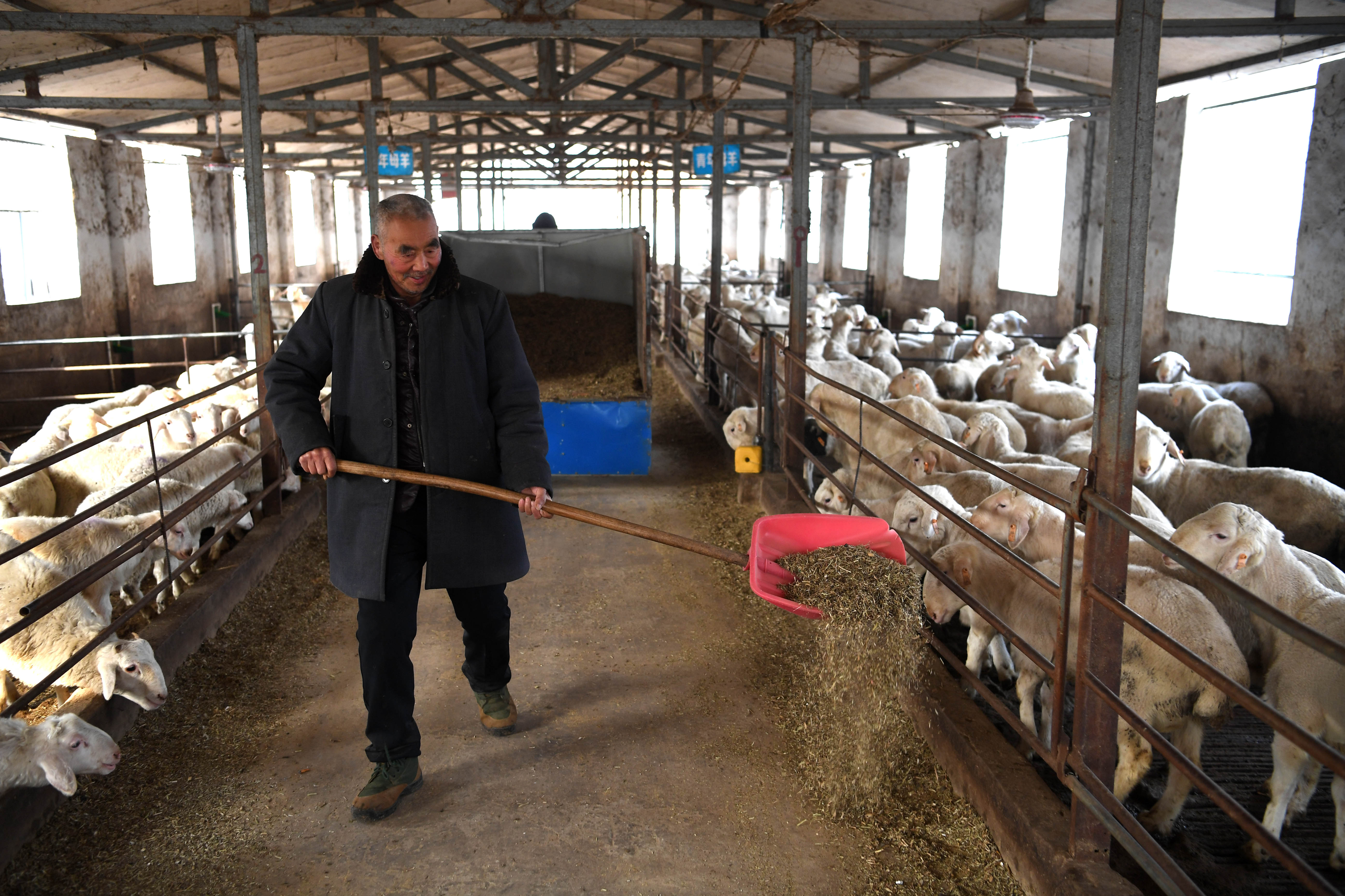 河南睢县:羊养殖产业助脱贫