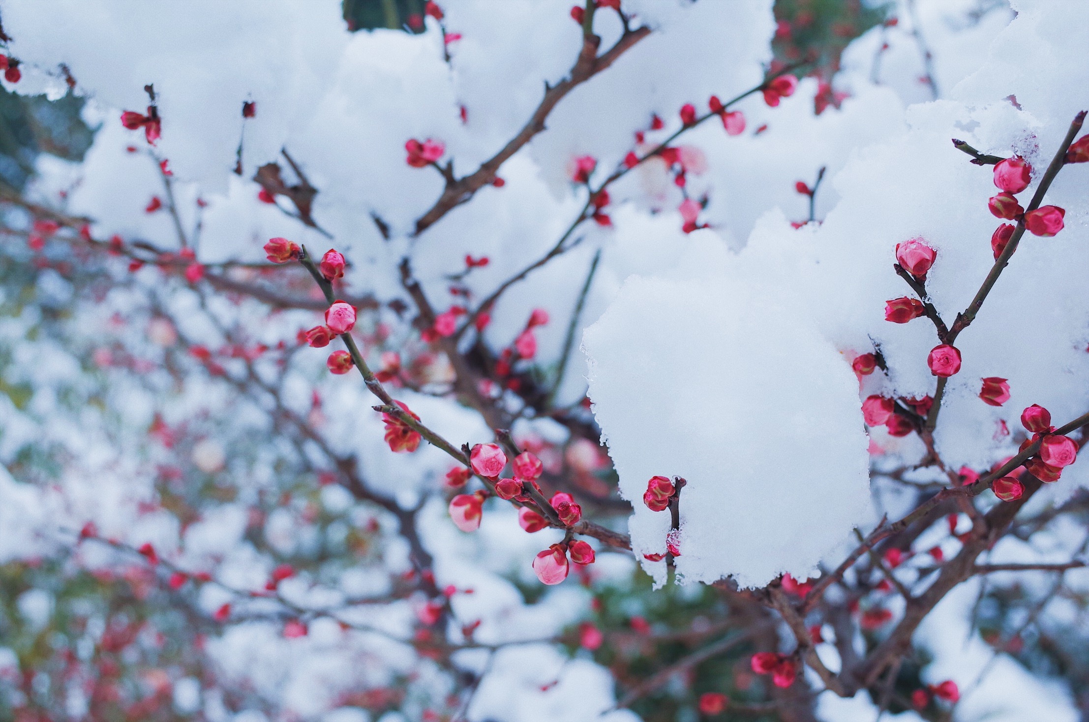 实拍六朝古都南京雪景,金陵赏雪这9个景点一定不要错过!