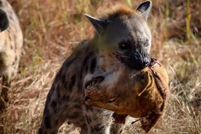 非洲二哥搶奪獅子獵物,順便幹掉一隻,還好另一隻跑得夠快