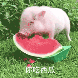 猪吃东西的表情包gif图片