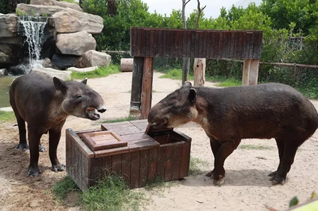 上海的動物園裡竟然有這麼多豬你見過幾種