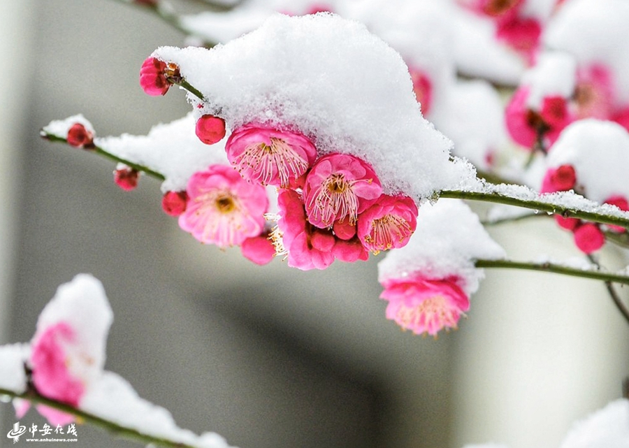 庐城雪梅迎春吐芬芳